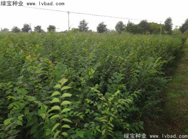 <a href='http:///linmuzhongzi/1844.html' target='_blank'>櫸樹種子</a>