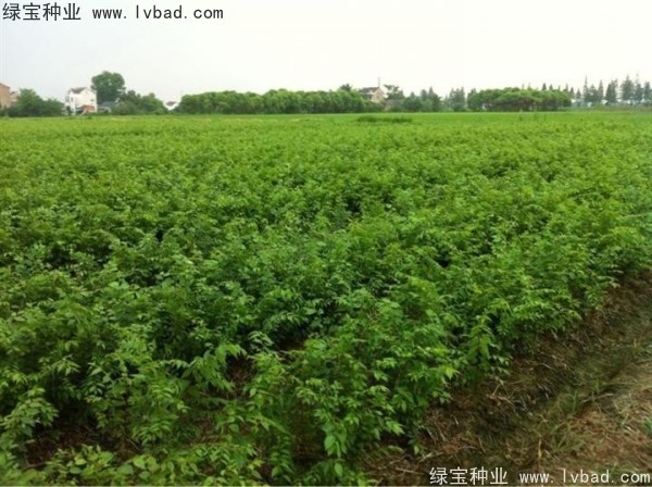 <a href='http:///linmuzhongzi/1844.html' target='_blank'>櫸樹種子</a>
