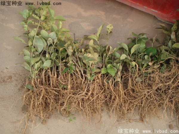 <a href='http:///linmuzhongzi/1846.html' target='_blank'>流蘇種子</a>