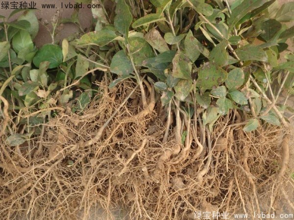<a href='http:///linmuzhongzi/1846.html' target='_blank'>流蘇</a><a href='http:///' target='_blank'>種子</a>