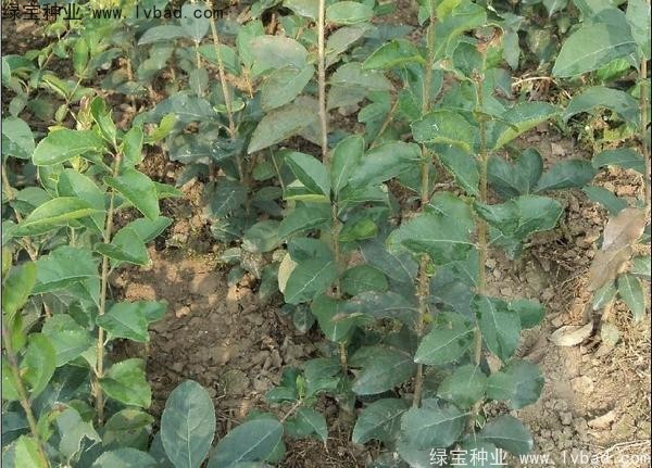 <a href='http:///linmuzhongzi/1846.html' target='_blank'>流蘇種子</a>