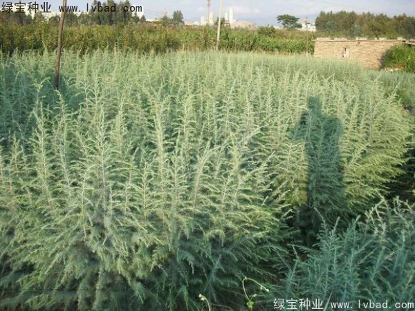 <a href='http:///linmuzhongzi/1853.html' target='_blank'>雪松種子</a>