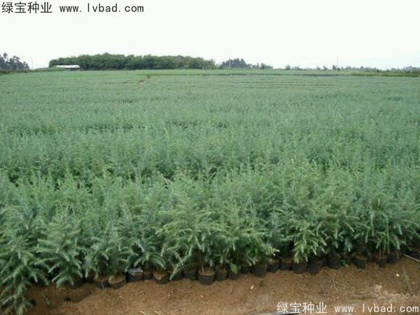 <a href='http:///linmuzhongzi/1853.html' target='_blank'>雪松種子</a>