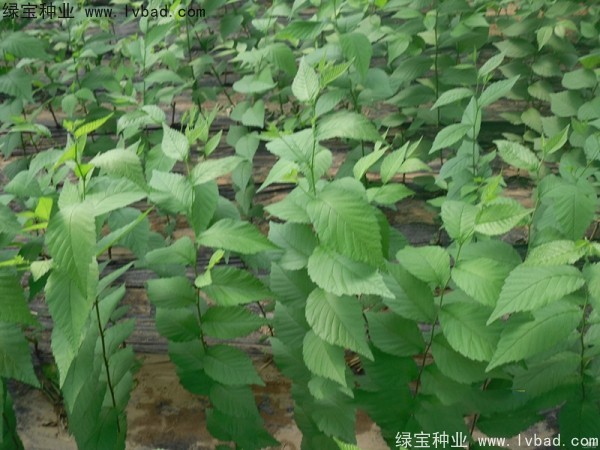 <a href='http:///linmuzhongzi/1854.html' target='_blank'>榆樹種子</a>