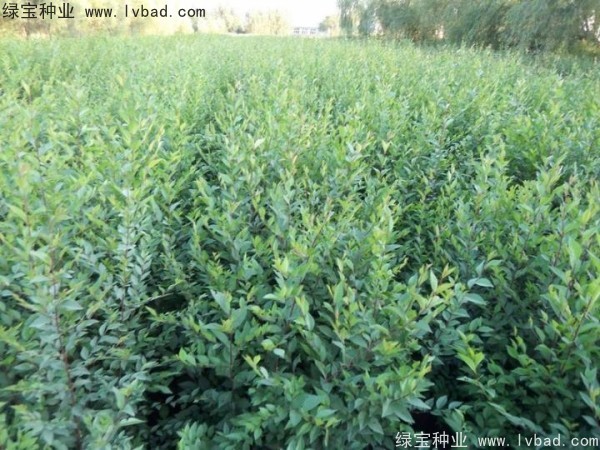 <a href='http:///linmuzhongzi/1854.html' target='_blank'>榆樹種子</a>