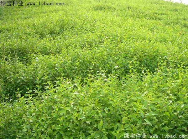 榆樹<a href='http:///' target='_blank'>種子</a>