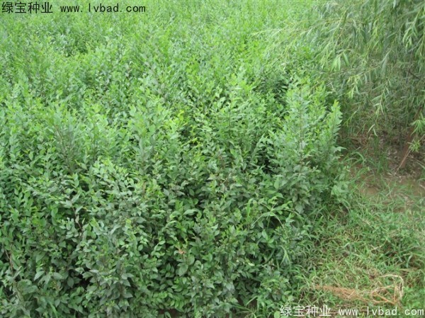 <a href='http:///linmuzhongzi/1854.html' target='_blank'>榆樹</a><a href='http:///' target='_blank'>種子</a>