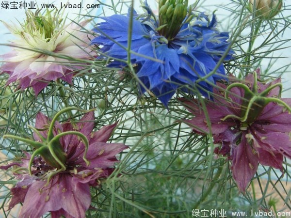 <a href='http:///caohuazhongzi/1026.html' target='_blank'>波斯寶石</a>
