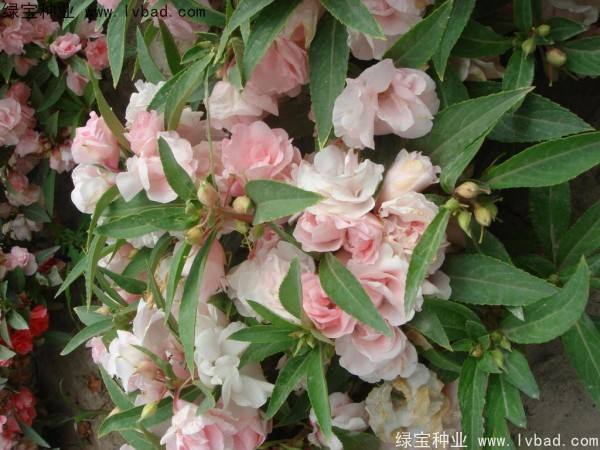 <a href='http:///caohuazhongzi/1655.html' target='_blank'>指甲花</a>種子