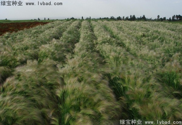 <a href='http:///caohuazhongzi/1055.html' target='_blank'>狗尾草種子</a>