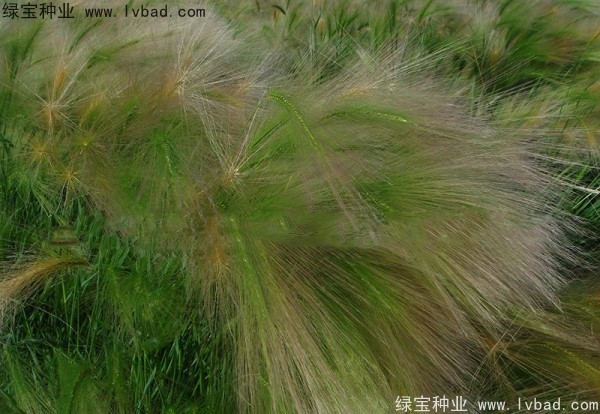 <a href='http:///caohuazhongzi/1055.html' target='_blank'>狗尾草</a><a href='http:///' target='_blank'>種子</a>