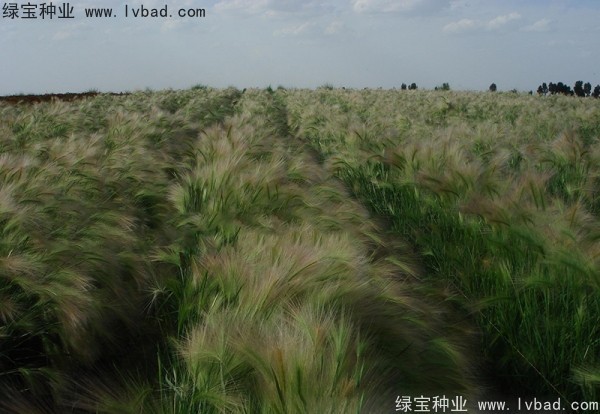 <a href='http:///caohuazhongzi/1055.html' target='_blank'>狗尾草種子</a>