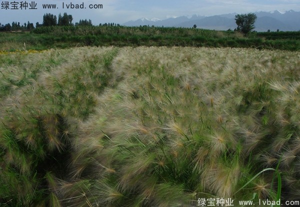 <a href='http:///caohuazhongzi/1055.html' target='_blank'>狗尾草</a><a href='http:///' target='_blank'>種子</a>