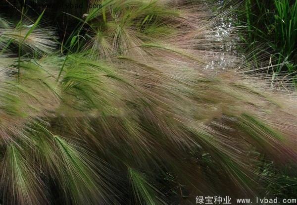 <a href='http:///caohuazhongzi/1055.html' target='_blank'>狗尾草種子</a>