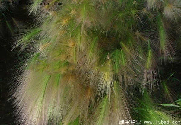 狗尾草<a href='http:///' target='_blank'>種子</a>