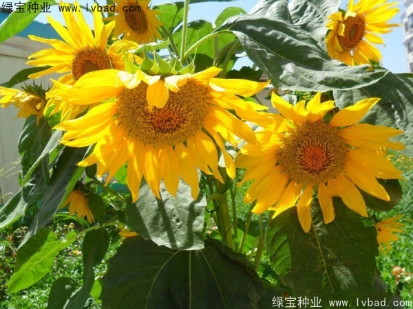 <a href='http:///caohuazhongzi/1057.html' target='_blank'>觀賞向日葵種子</a>