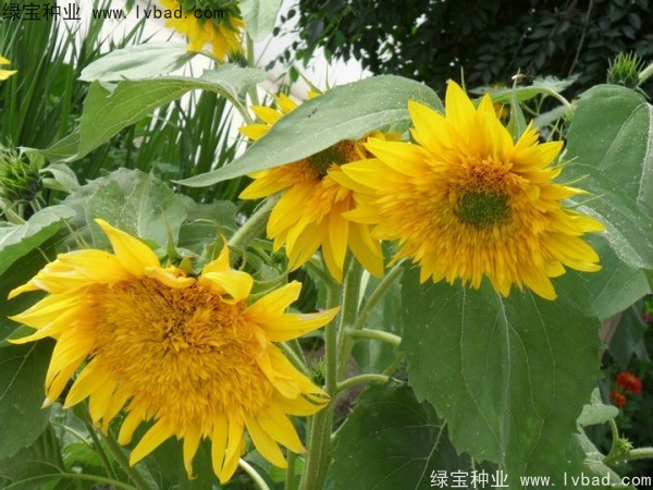 觀賞<a href='http:///caohuazhongzi/97271.html' target='_blank'>向日葵種子</a>