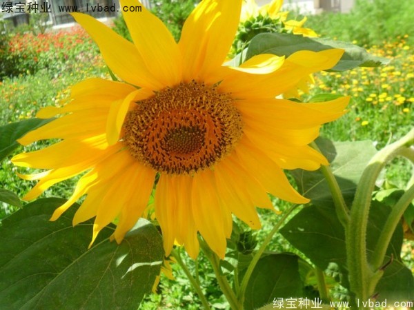 觀賞<a href='http:///caohuazhongzi/97271.html' target='_blank'>向日葵</a>種子