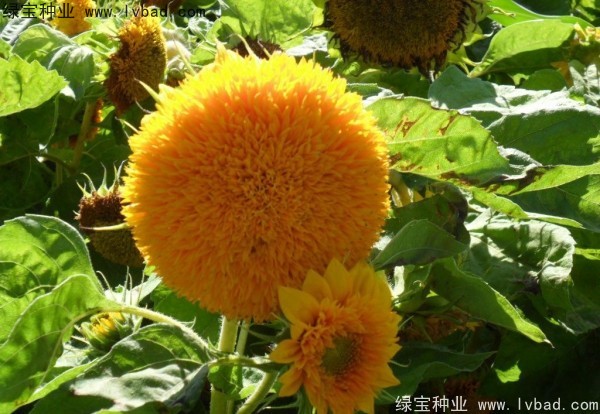 <a href='http:///caohuazhongzi/1057.html' target='_blank'>觀賞向日葵</a><a href='http:///' target='_blank'>種子</a>