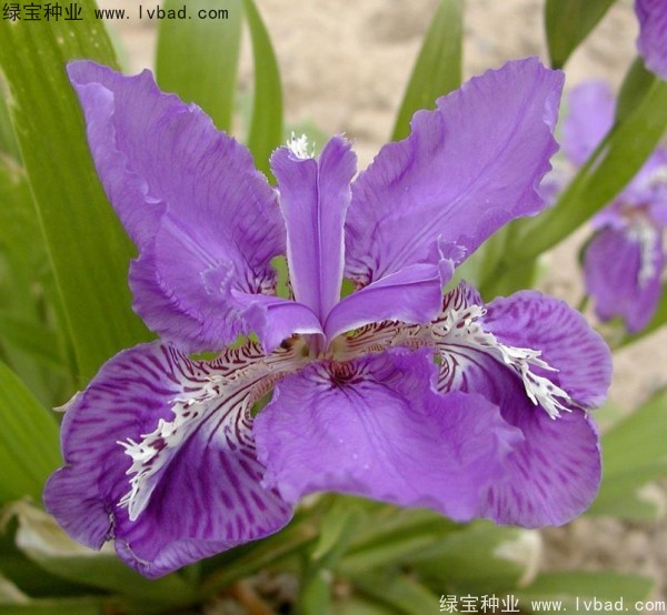 藍(lán)花鳶尾圖片
