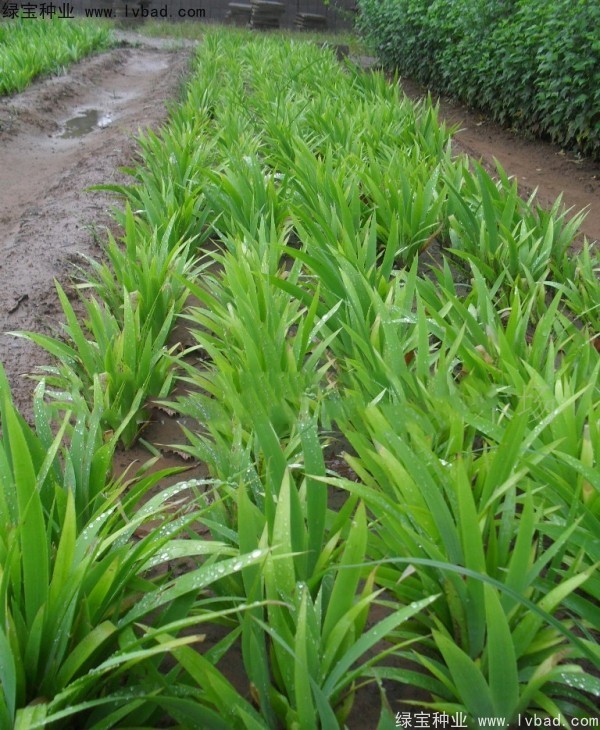 藍(lán)花鳶尾圖片