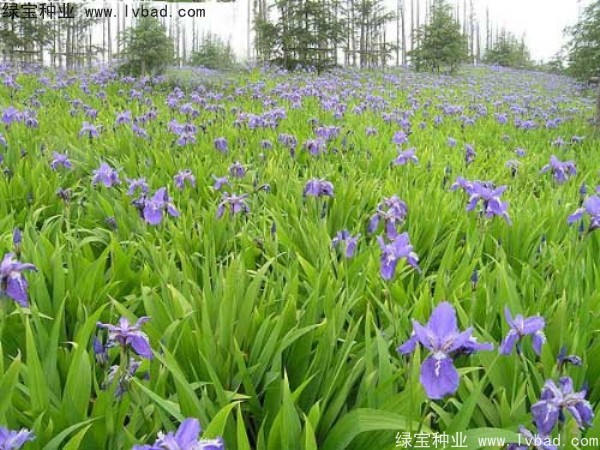 藍(lán)花鳶尾圖片
