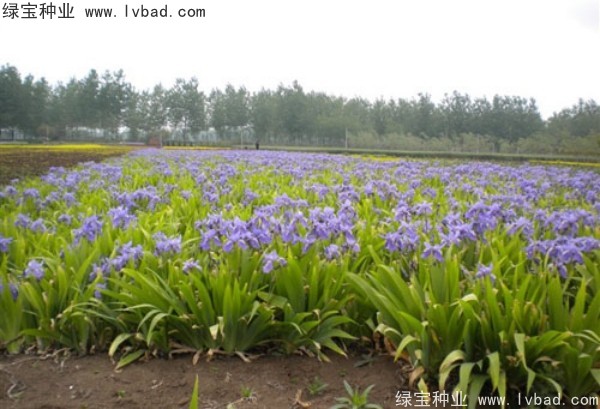 藍(lán)花鳶尾圖片