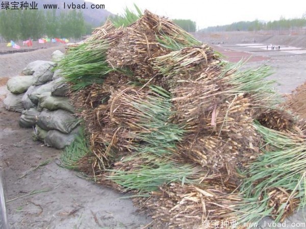 <a href='http:///shuicaozhongzi/1587.html' target='_blank'>蘆葦種子</a>