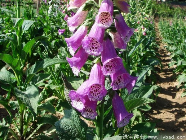 <a href='http:///caohuazhongzi/1596.html' target='_blank'>毛地黃種子</a>
