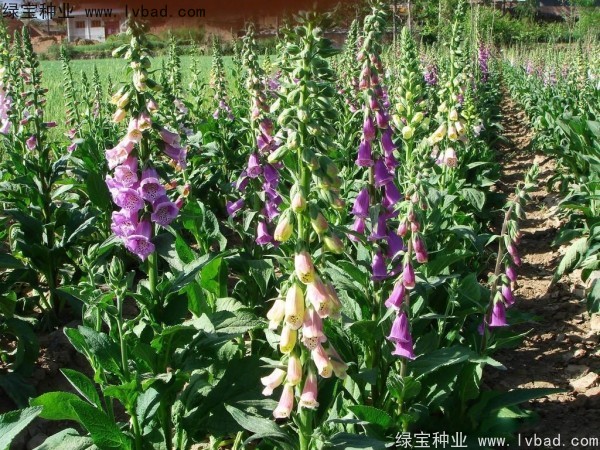 <a href='http:///caohuazhongzi/1596.html' target='_blank'>毛地黃種子</a>