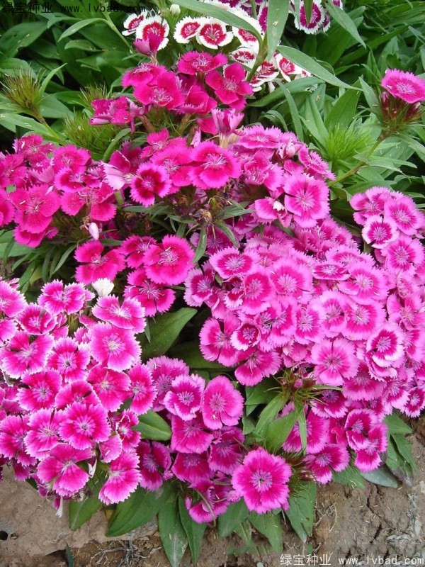 美國(guó)石竹<a href='http:///' target='_blank'>種子</a>