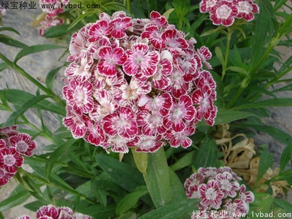 美國(guó)<a href='http:///caohuazhongzi/97045.html' target='_blank'>石竹種子</a>