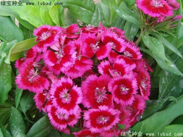 <a href='http:///caohuazhongzi/1632.html' target='_blank'>五彩石竹種子</a>