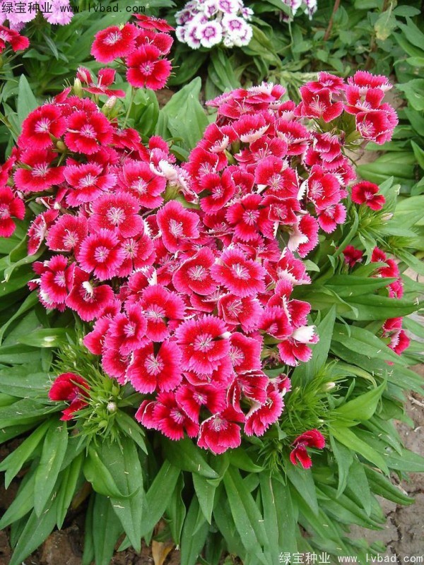 五彩<a href='http:///caohuazhongzi/97045.html' target='_blank'>石竹種子</a>