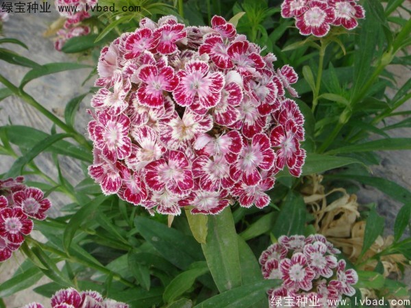<a href='http:///caohuazhongzi/1632.html' target='_blank'>五彩石竹</a><a href='http:///' target='_blank'>種子</a>