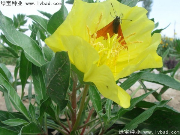 <a href='http:///caohuazhongzi/1649.html' target='_blank'>夜來(lái)香種子</a>