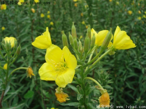 <a href='http:///caohuazhongzi/1649.html' target='_blank'>夜來(lái)香種子</a>