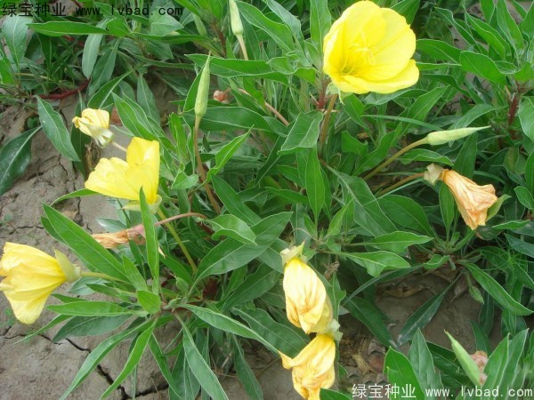 <a href='http:///caohuazhongzi/1649.html' target='_blank'>夜來(lái)香</a><a href='http:///' target='_blank'>種子</a>