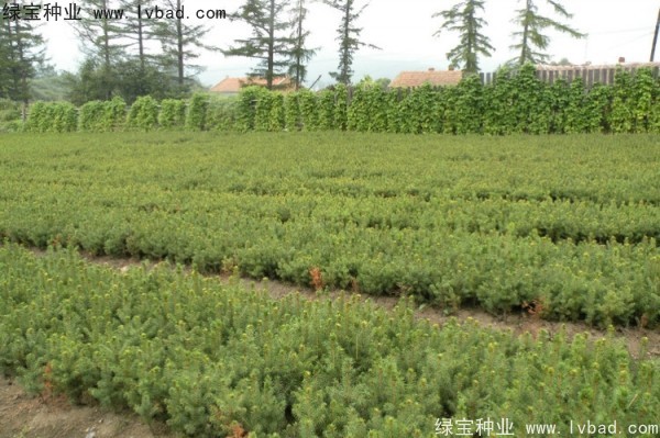 <a href='http:///linmuzhongzi/2196.html' target='_blank'>紅松種子</a>