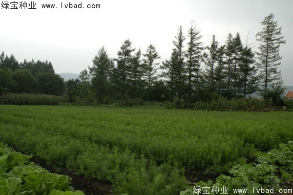 <a href='http:///linmuzhongzi/2196.html' target='_blank'>紅松</a><a href='http:///' target='_blank'>種子</a>