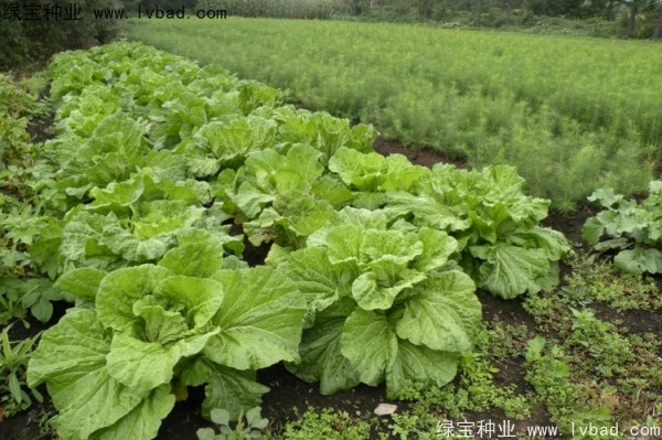 <a href='http:///linmuzhongzi/2196.html' target='_blank'>紅松</a>種子