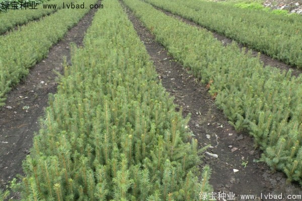 <a href='http:///linmuzhongzi/2196.html' target='_blank'>紅松種子</a>
