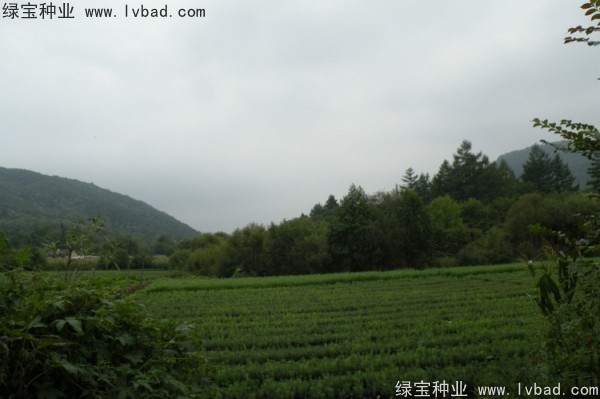 <a href='http:///linmuzhongzi/2196.html' target='_blank'>紅松種子</a>