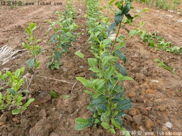 <a href='http:///linmuzhongzi/2198.html' target='_blank'>茶樹種子</a>