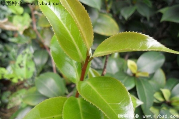 <a href='http:///linmuzhongzi/2198.html' target='_blank'>茶樹種子</a>
