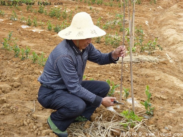 <a href='http:///linmuzhongzi/2198.html' target='_blank'>茶樹種子</a>