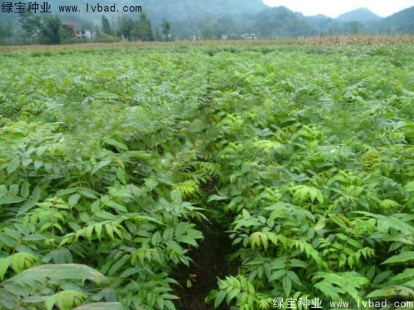 <a href='http:///linmuzhongzi/2199.html' target='_blank'>黃柏種子</a>