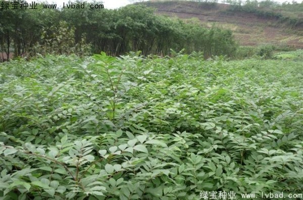 <a href='http:///linmuzhongzi/2199.html' target='_blank'>黃柏</a><a href='http:///' target='_blank'>種子</a>