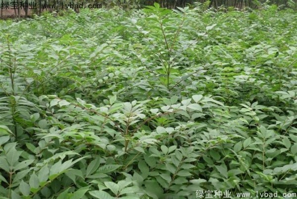 <a href='http:///linmuzhongzi/2199.html' target='_blank'>黃柏</a><a href='http:///' target='_blank'>種子</a>