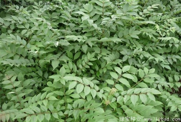 <a href='http:///linmuzhongzi/2199.html' target='_blank'>黃柏種子</a>